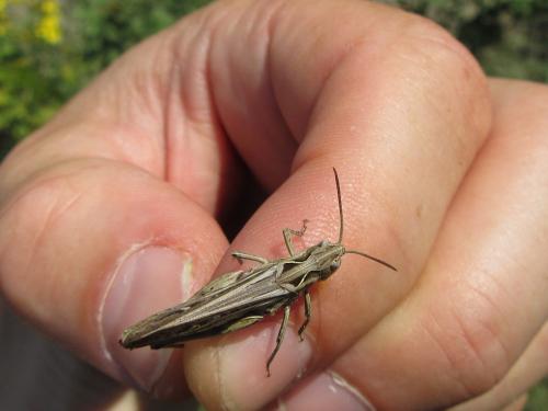 Chorthippus sp.